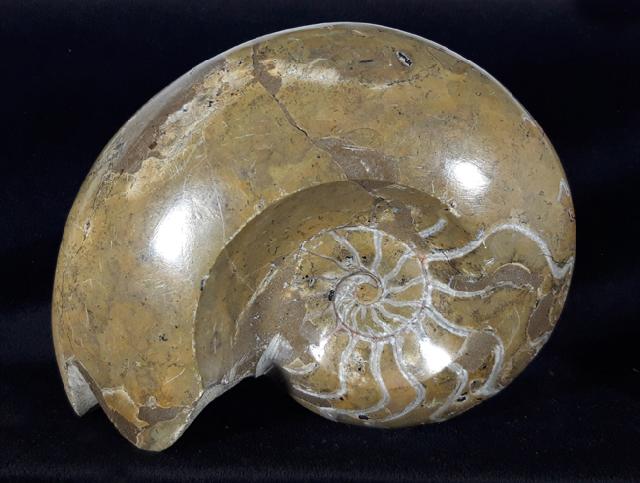Manticoceras cf. intumescens (BEYRICH 1837) - Bild &copy; FossNet FossilienStore